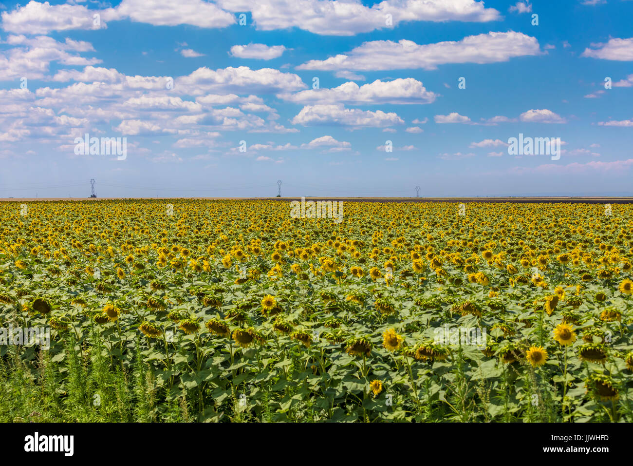 Field of blooming sunflowers on a blue sky with clouds. Background colorful sunflowers at bright summer Stock Photo