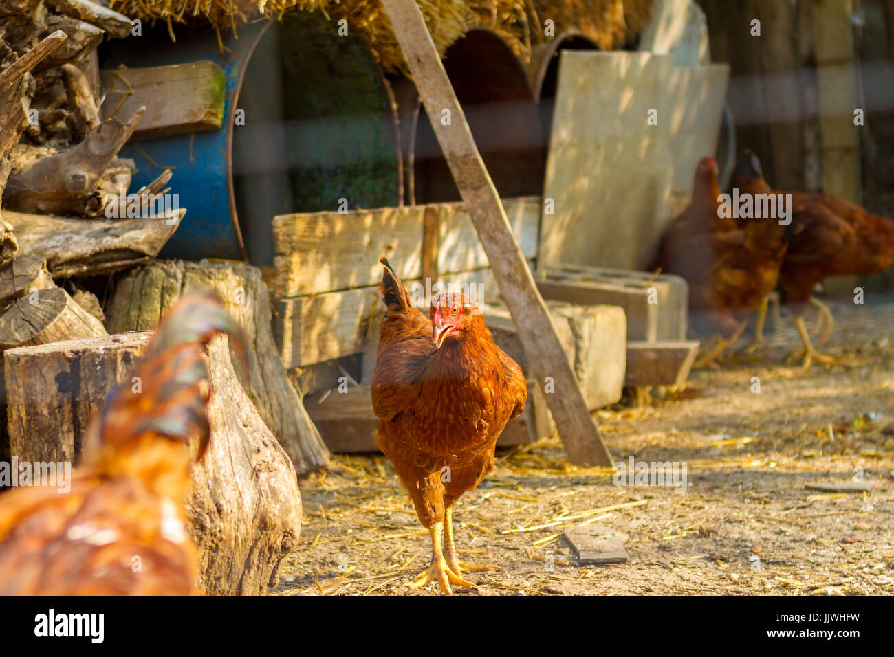 Brown chicken standing near coop. Chickens in the farmyard. Stock Photo