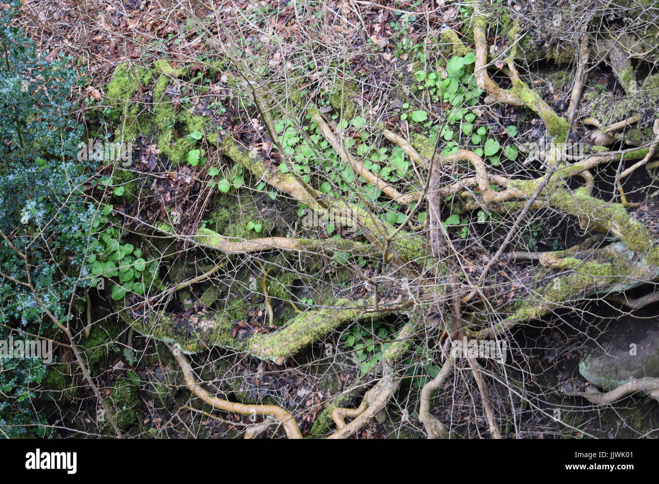 Roots, ivy and holly Stock Photo Alamy