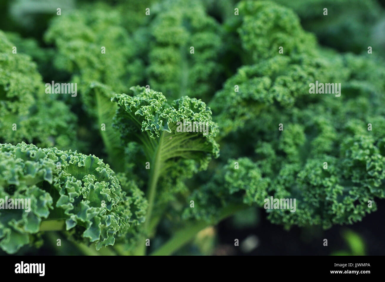 Healthy curly kale leafy green Stock Photo Alamy