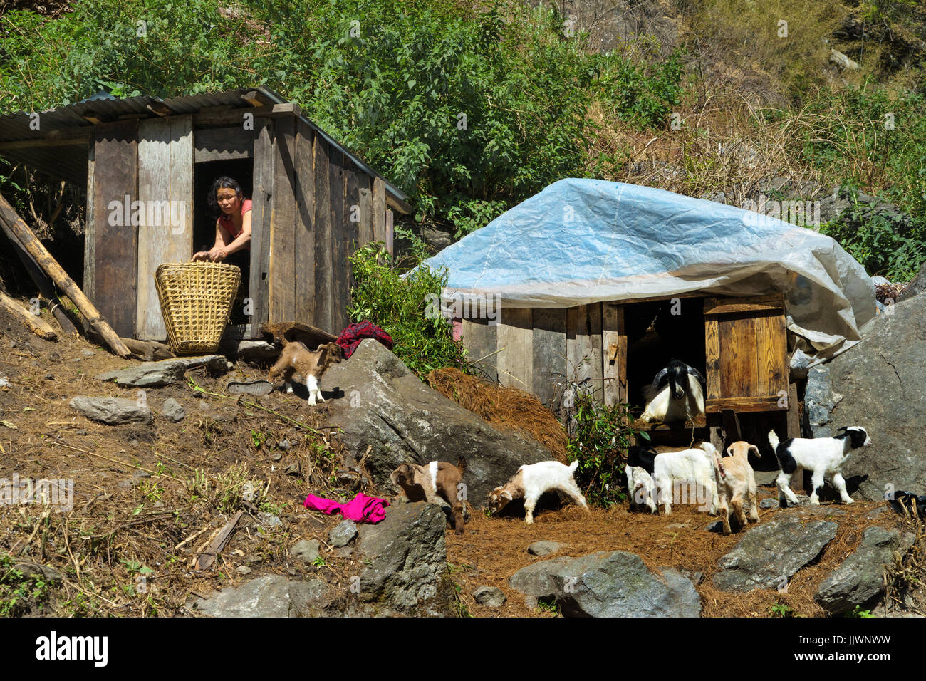 Nepalese woman tending goats on the Annapurna circuit. Stock Photo
