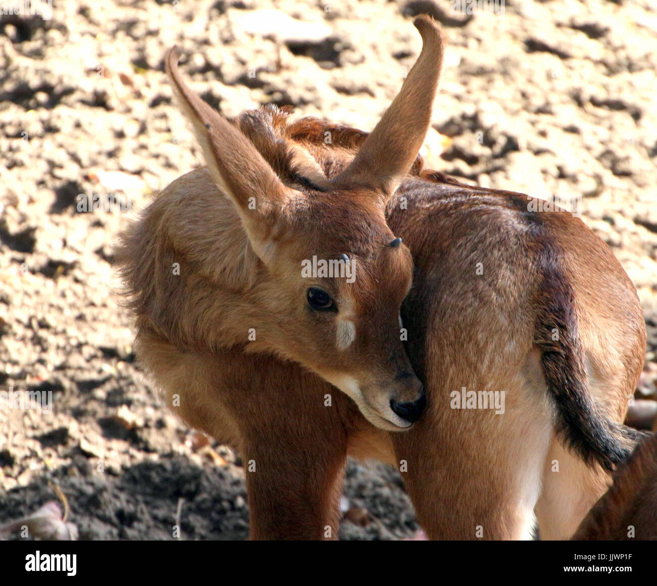 Newborn antelope hi-res stock photography and images - Alamy