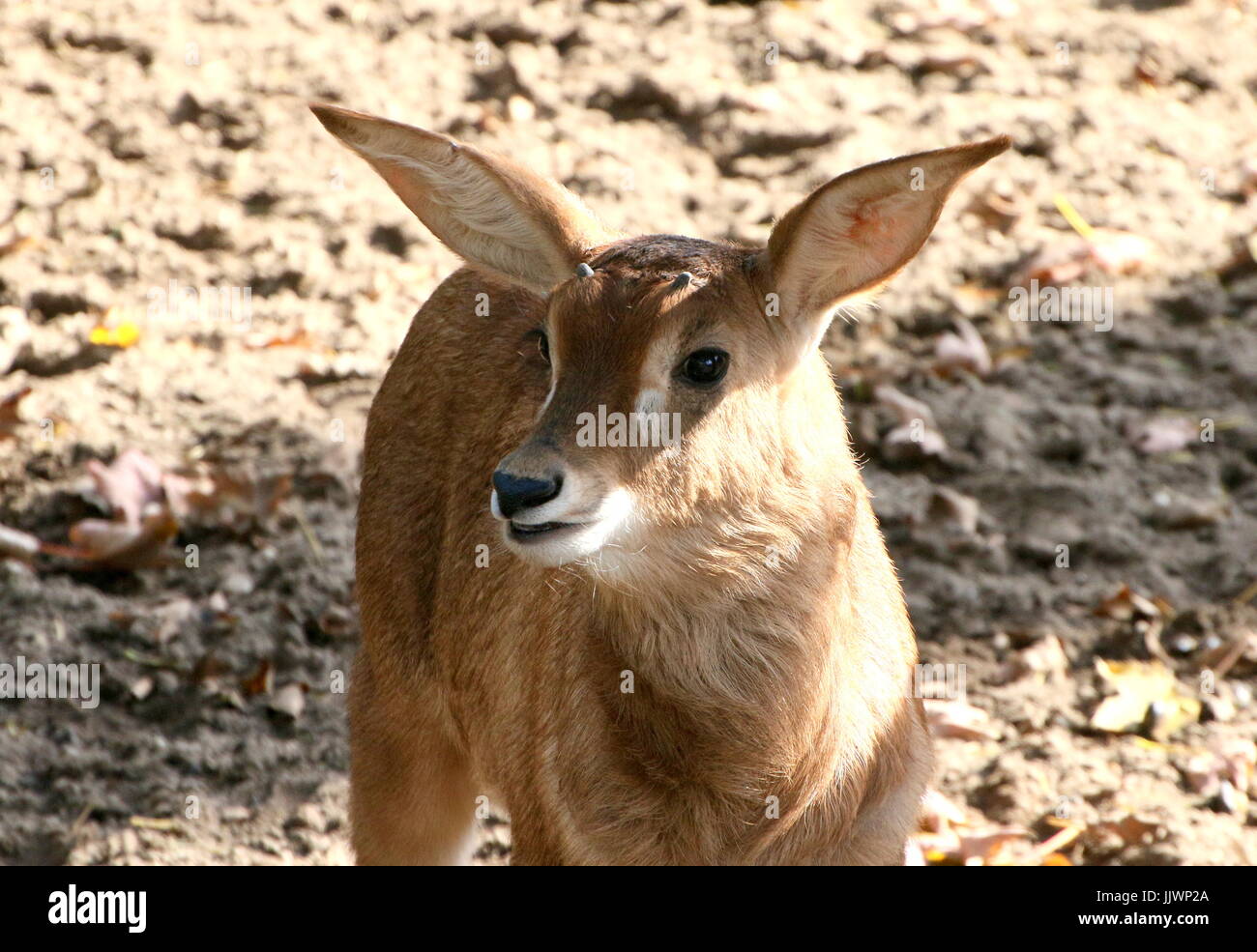 Newborn African Roan antelope calf (Hippotragus equinus). Stock Photo