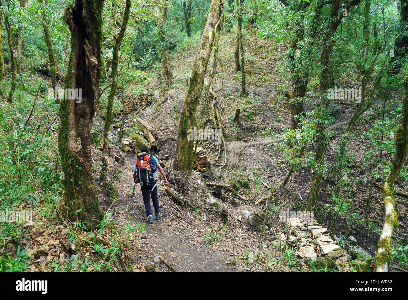 Trekker on a forest trail part of the Annapurna circuit, Nepal. Stock Photo