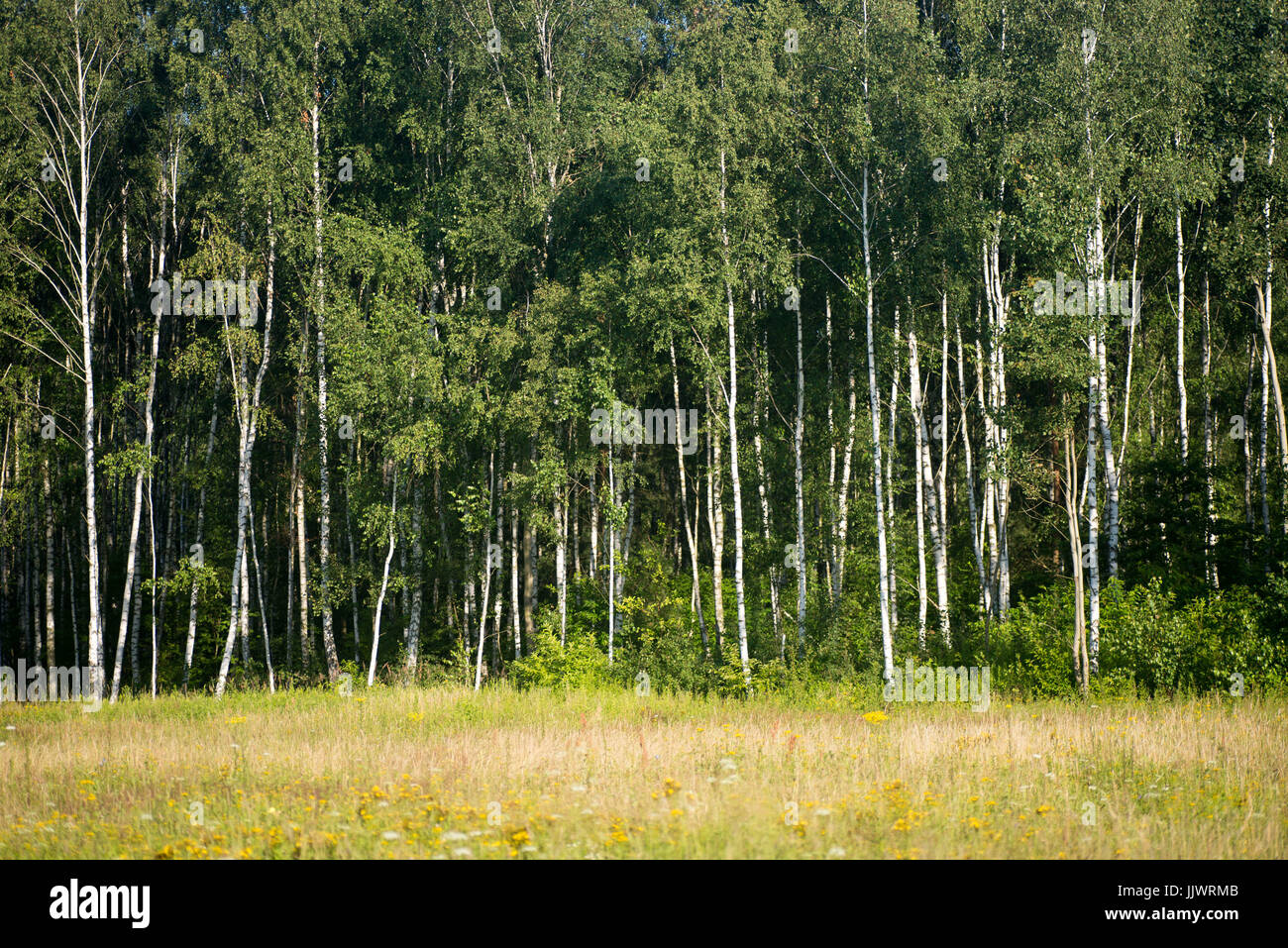 summer birch forest on sunny day Stock Photo