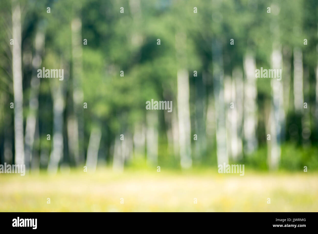 summer birch forest on sunny day defocused background Stock Photo - Alamy