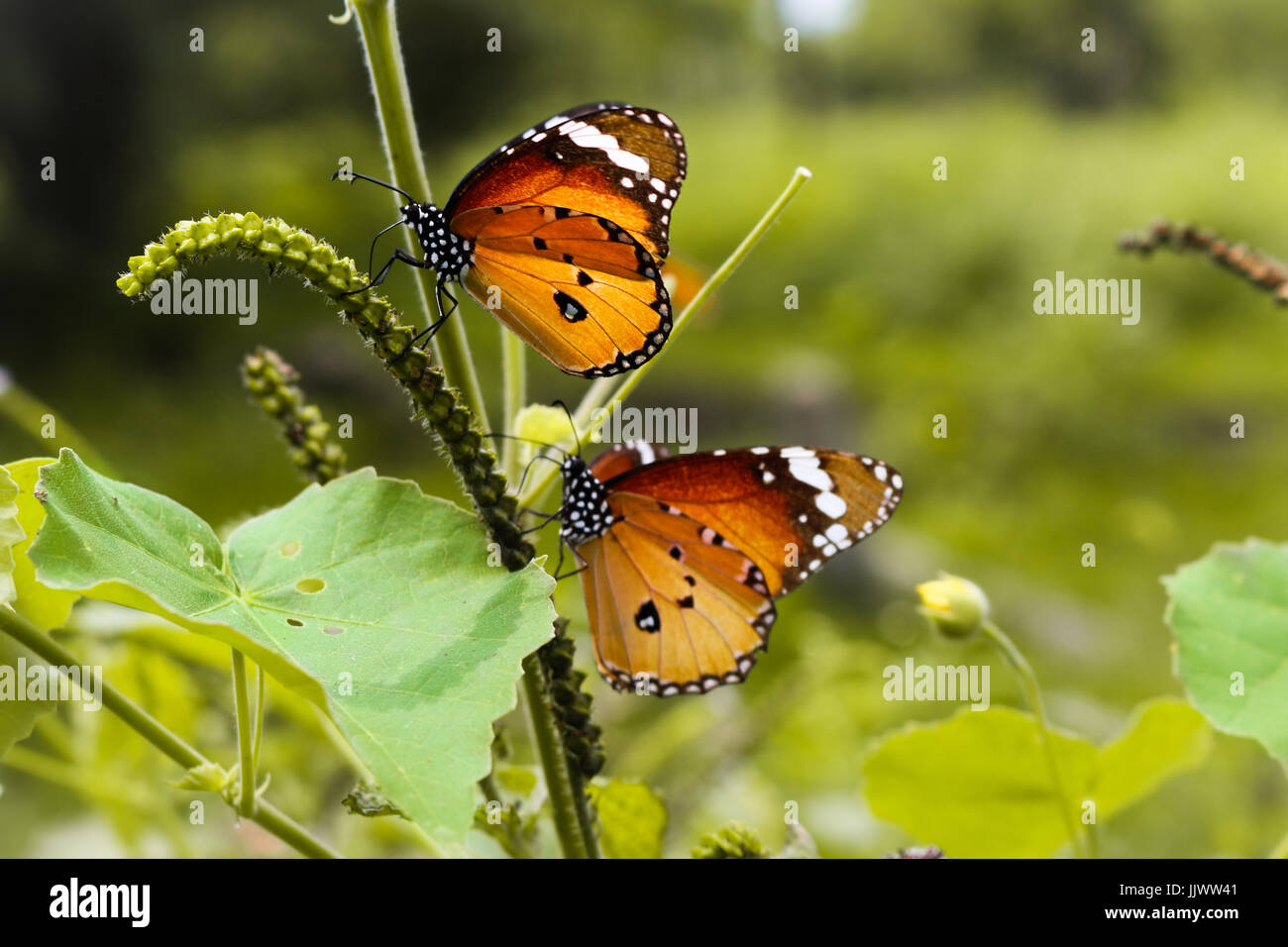 butterflies in a better place Stock Photo