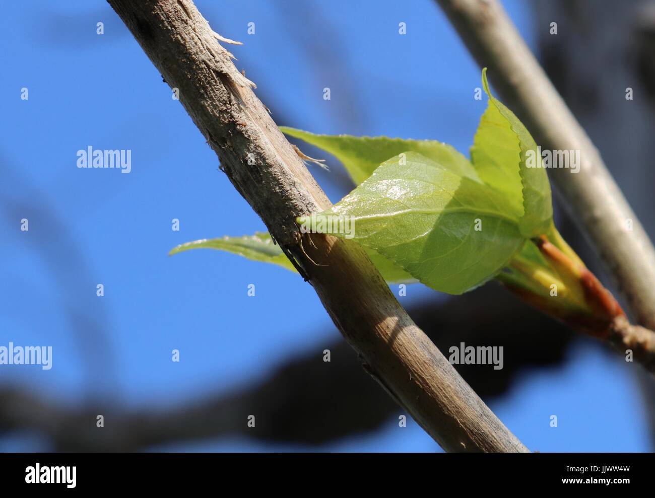 New Tree Leaf Stock Photo