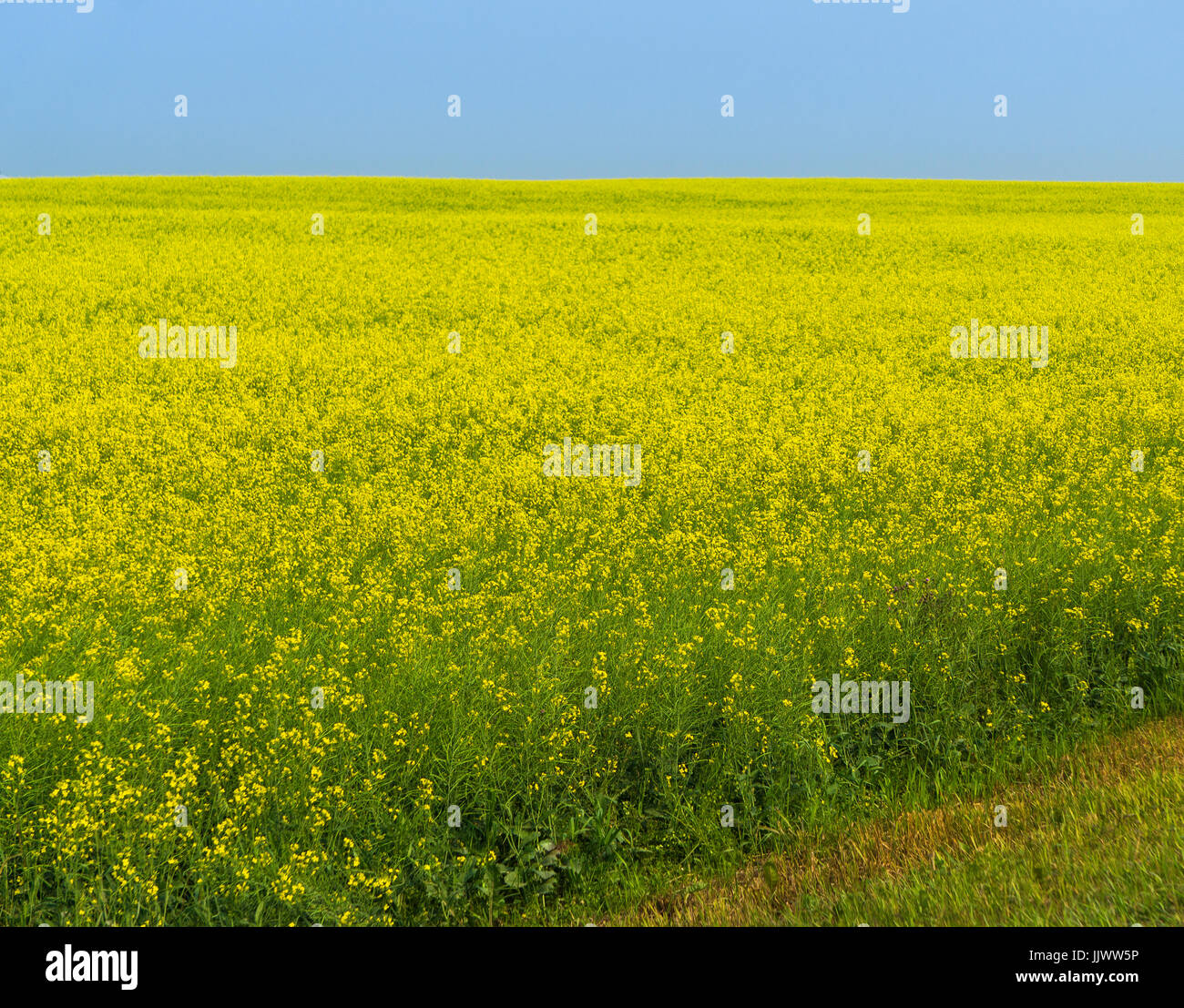 Canola field Stock Photo