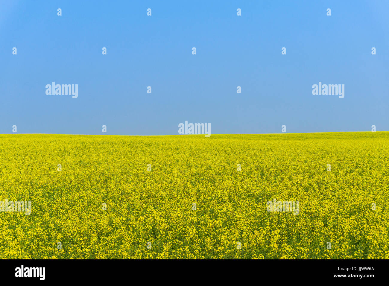 Canola field Stock Photo