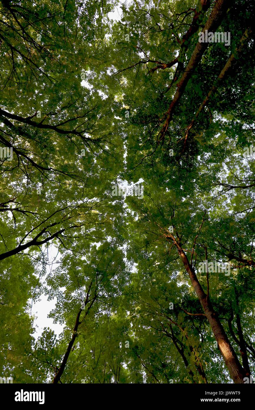 Tree Canopy Stock Photo