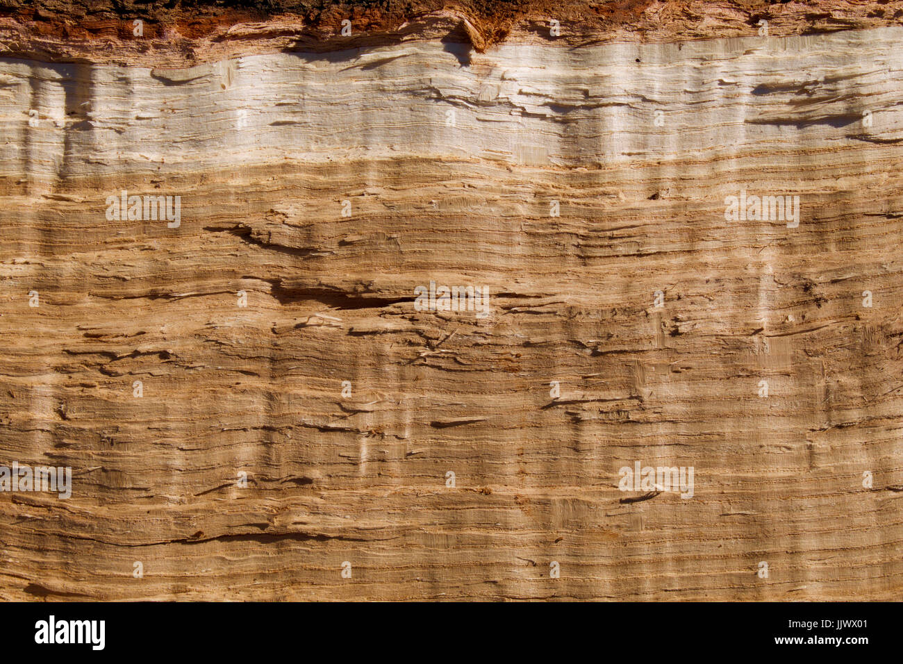 Split Oak Horizontal Stock Photo Alamy