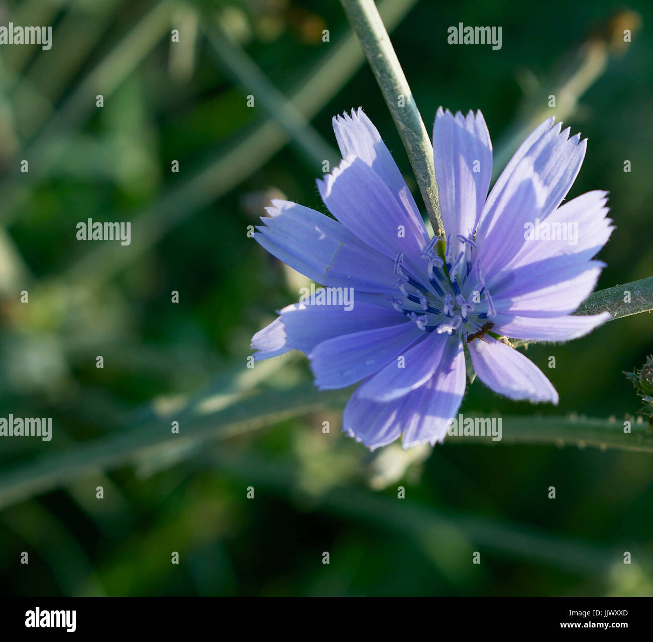 Chicory Flower Stock Photo