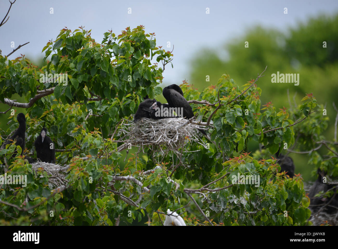 The Rookery at Smith Oaks Sanctuary Stock Photo Alamy