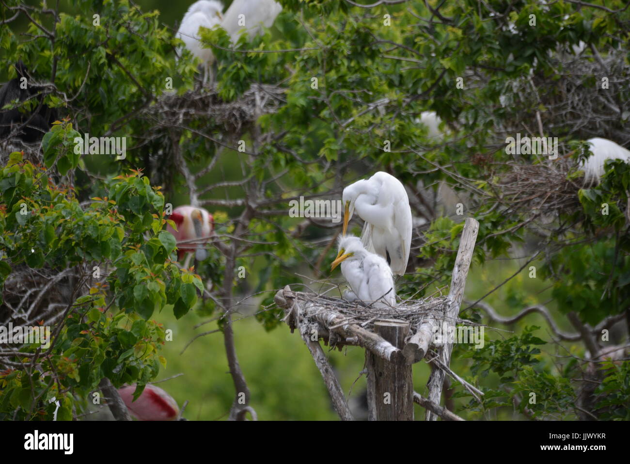 The Rookery at Smith Oaks Sanctuary Stock Photo Alamy