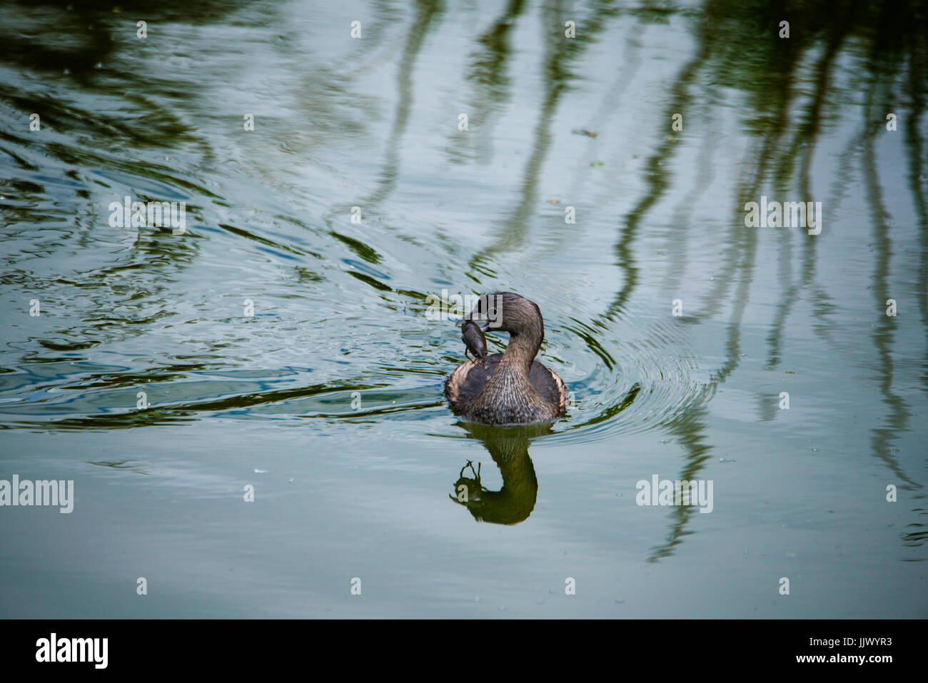 The Rookery at Smith Oaks Sanctuary Stock Photo Alamy