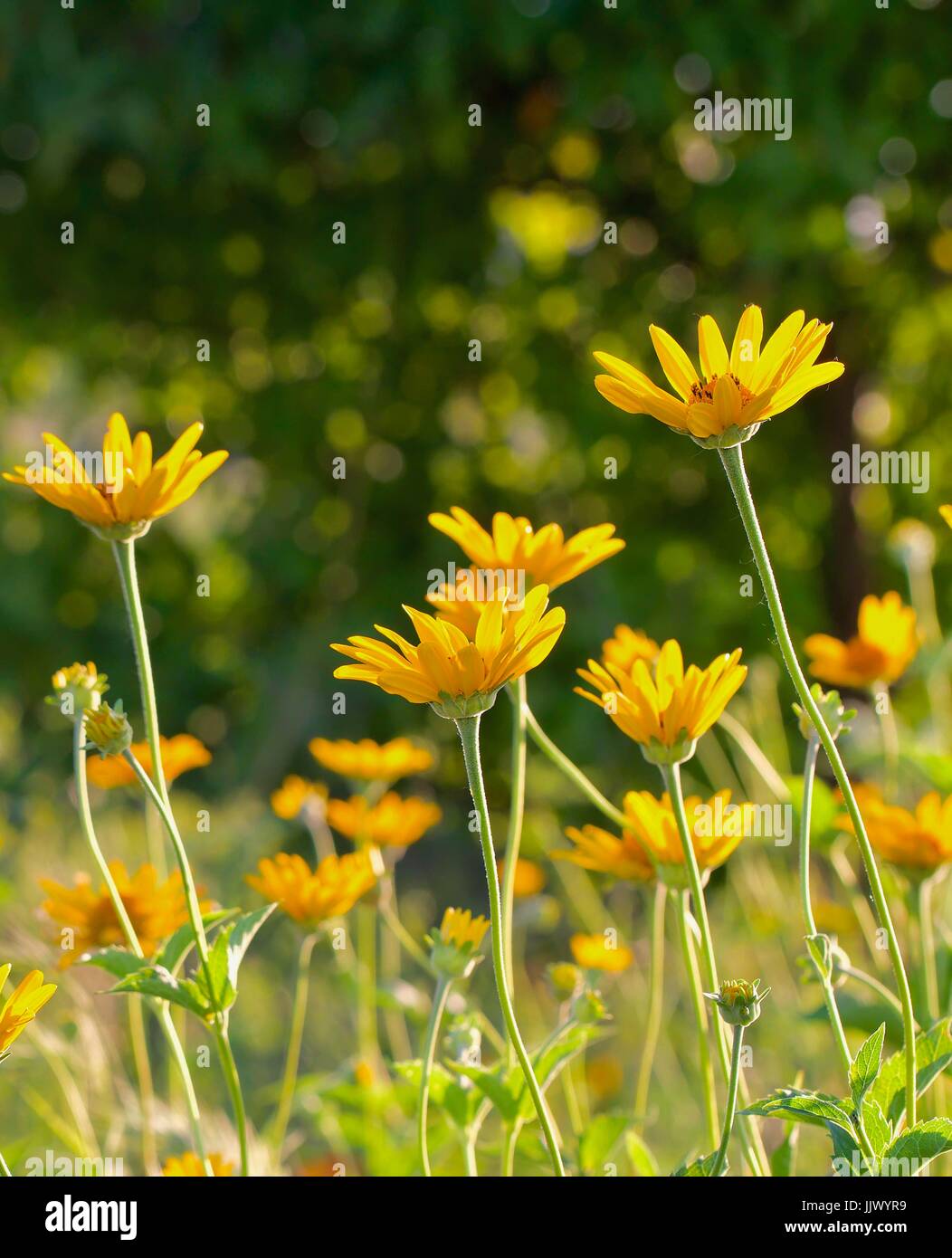 Daisies in the Sun Stock Photo Alamy