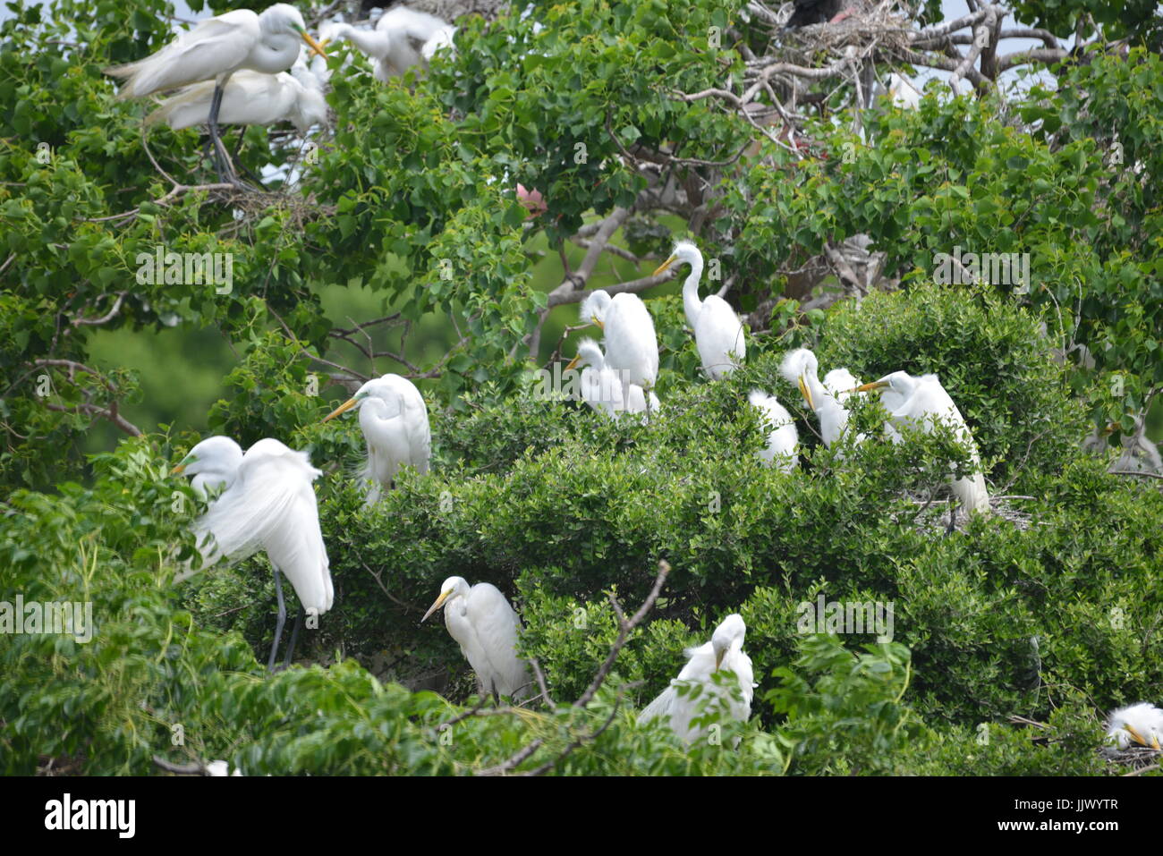 The Rookery at Smith Oaks Sanctuary Stock Photo Alamy