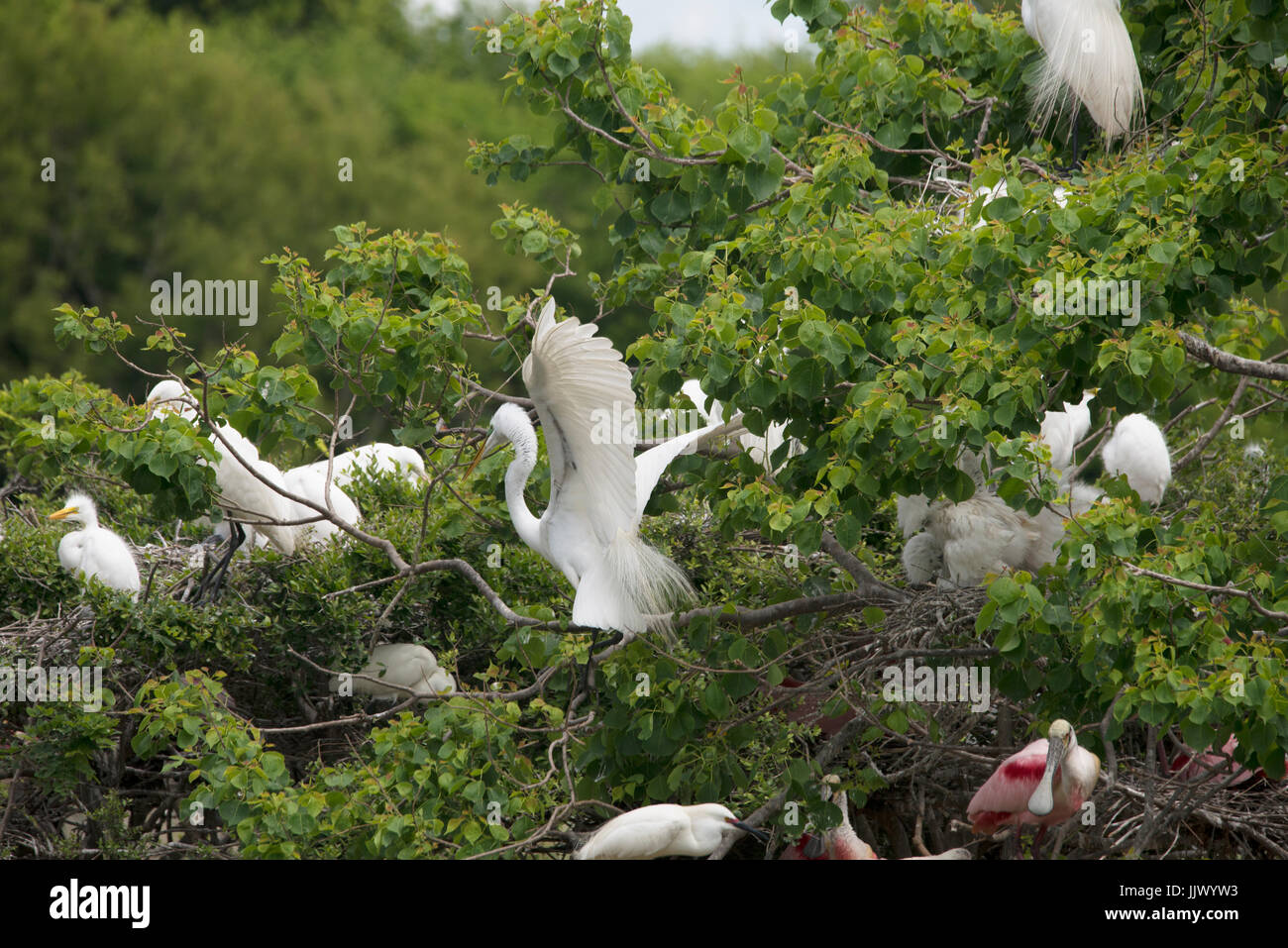 The Rookery at Smith Oaks Sanctuary Stock Photo Alamy