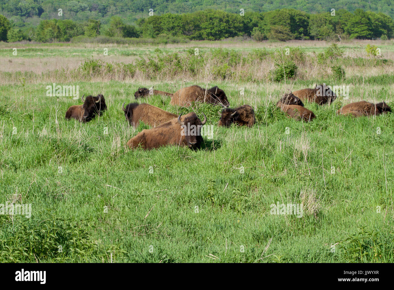 Bison on the Plains Stock Photo