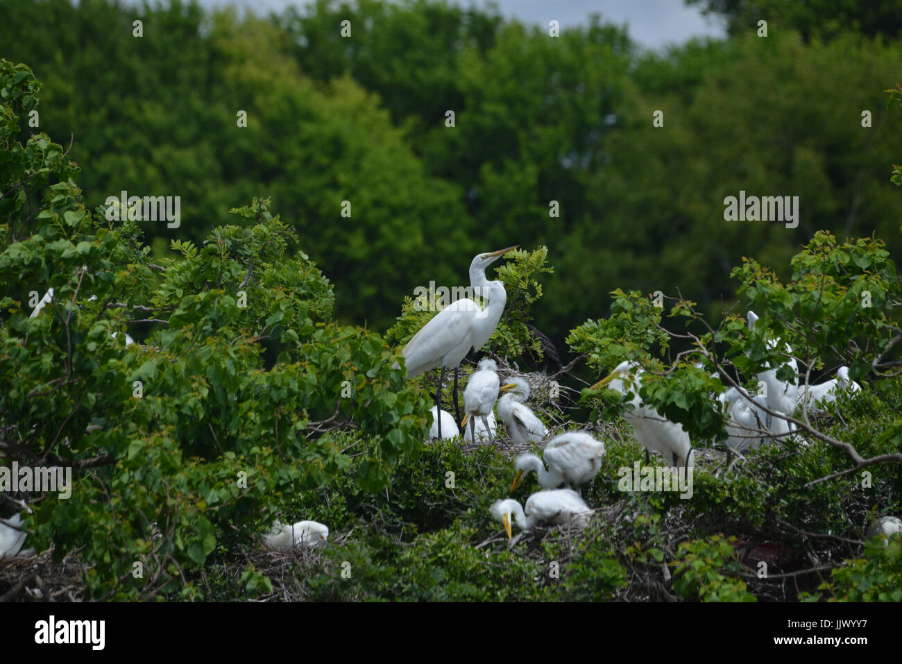 The Rookery at Smith Oaks Sanctuary Stock Photo Alamy