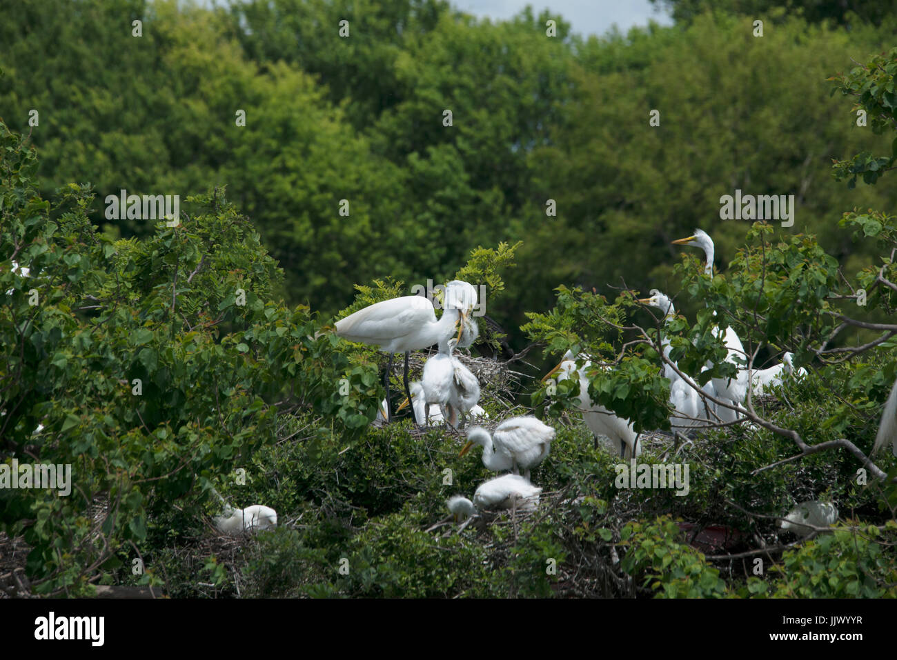 The Rookery at Smith Oaks Sanctuary Stock Photo Alamy