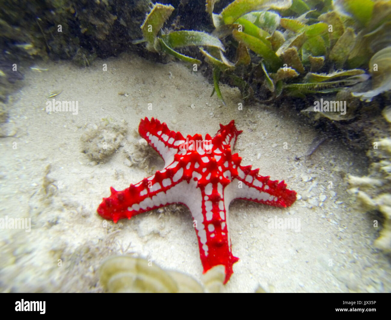 Red-knobbed Sea Star (Protoreaster lincki). Watamu, Kenya. Stock Photo