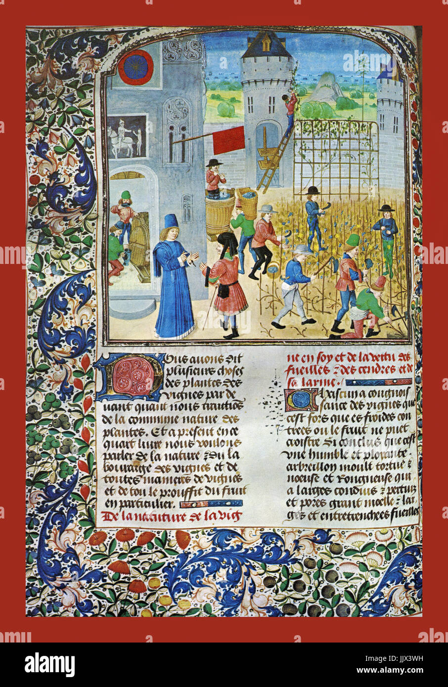 HISTORIC OLD GRAPE HARVEST / WINE PRODUCTION ILLUMINATED ILLUSTRATION DESIGN IN THE 15TH CENTURY by Pierre de Crescens 'Livre des Profits Champetres' showing the stages in vine cultivation during The Middle Ages Stock Photo