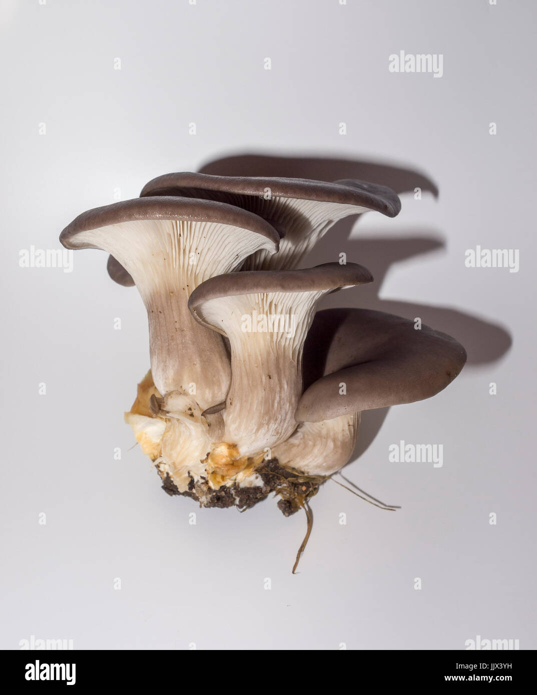 Pleurotus ostreatus. Pleuroto en forma de concha. Seta comestible. Lignícola, suele crecer sobre la madera. Madrid. España Stock Photo