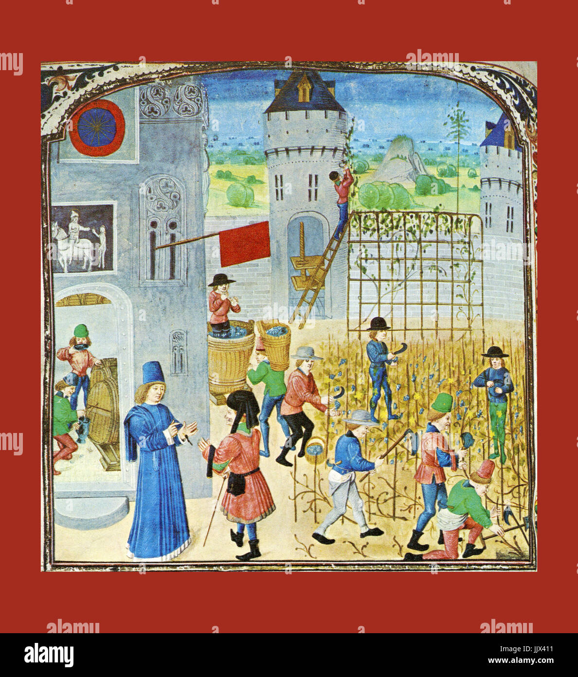HISTORIC OLD GRAPE HARVEST / WINE PRODUCTION ILLUMINATED ILLUSTRATION DESIGN IN THE 15TH CENTURY by Pierre de Crescens 'Livre des Profits Champetres' showing the stages in vine cultivation during The Middle Ages Stock Photo