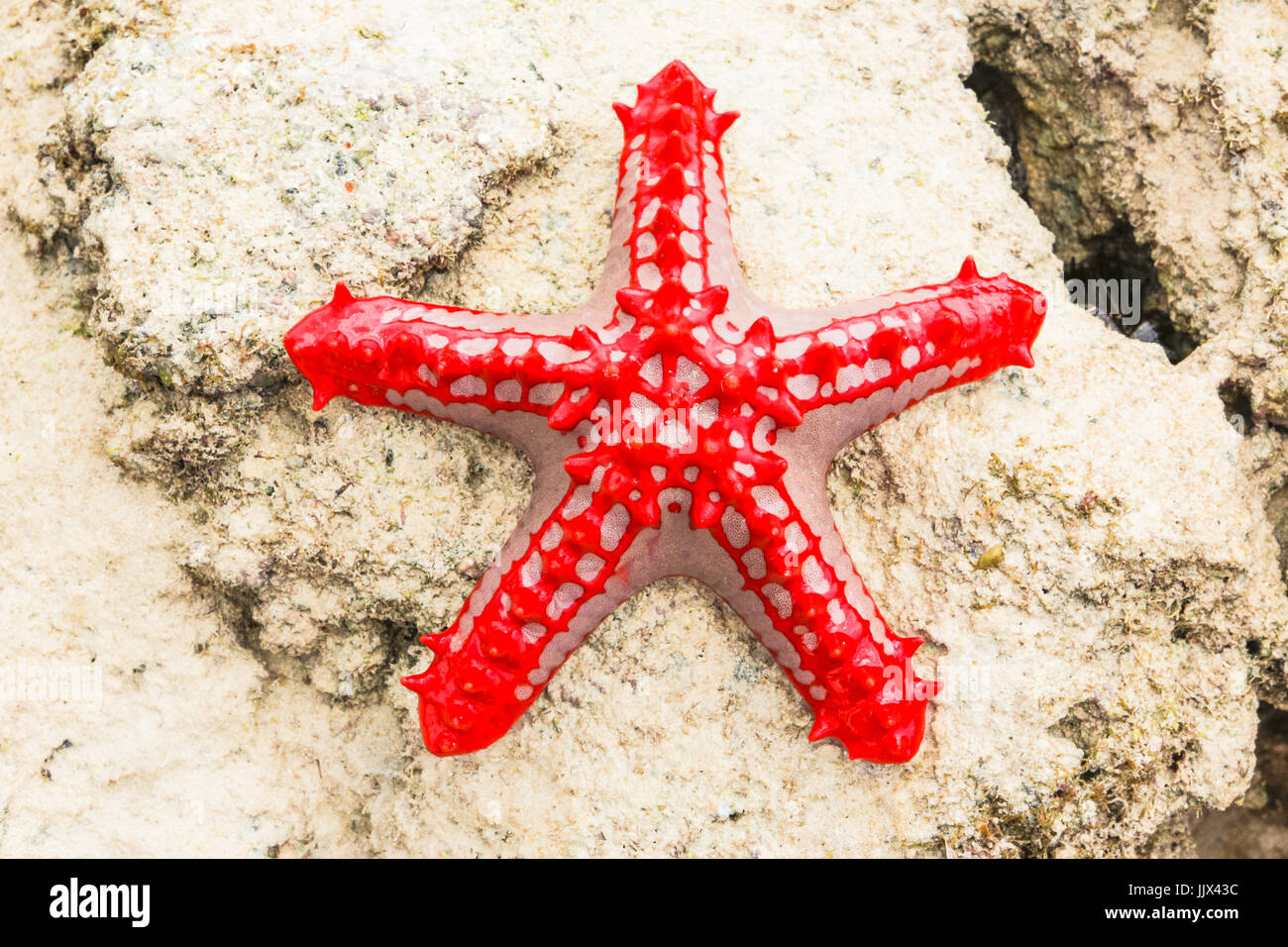 Red-knobbed Sea Star (Protoreaster lincki). Watamu, Kenya. Stock Photo