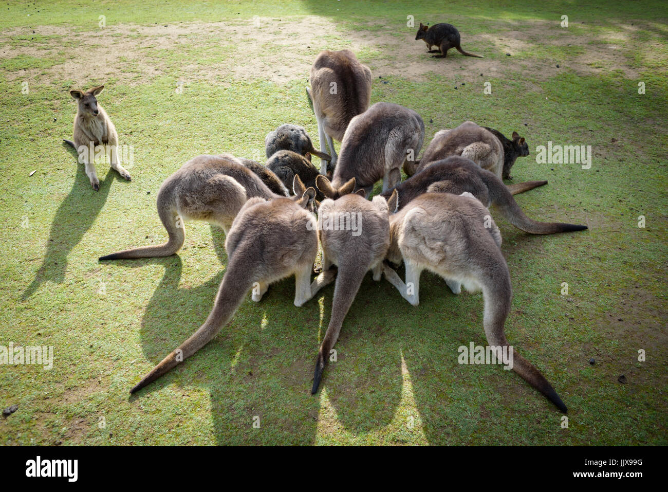 Kangaroos Eating Stock Photo Alamy