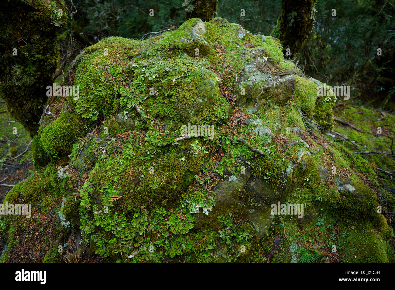 Moss australia hi-res stock photography and images - Alamy