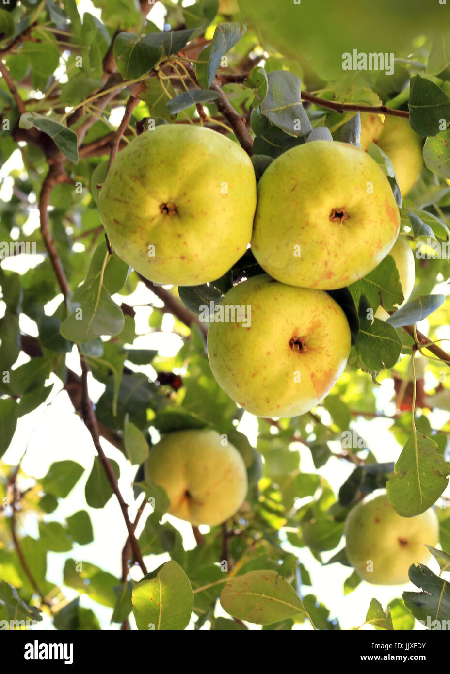 Pear shaped fruit hires stock photography and images Alamy