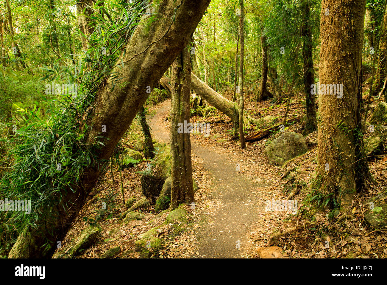 Rainforest walk in Springbrook National Park, Gold Coast Hinterland