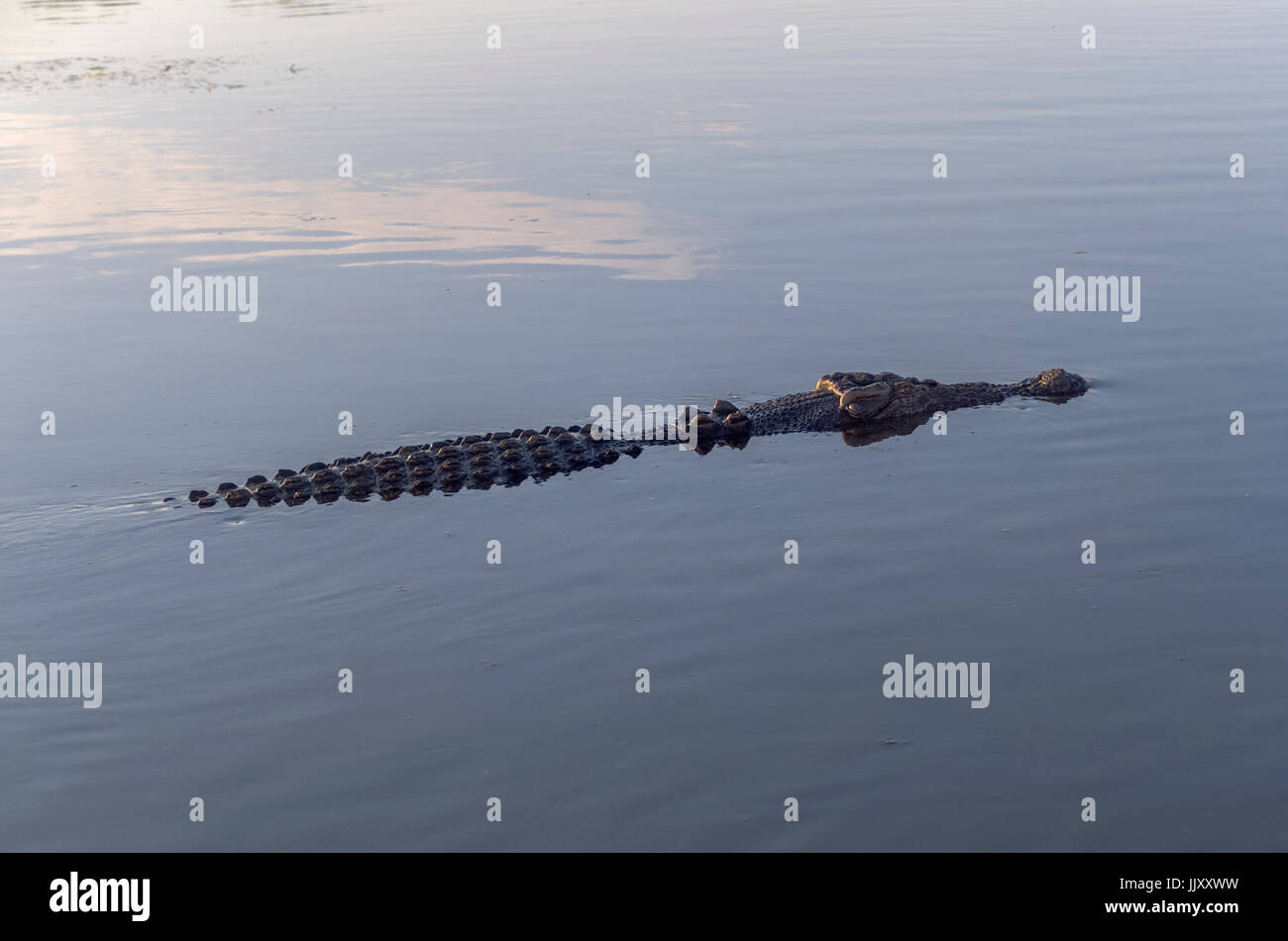 Crocodiles swimming down the East Alligator river, Kakadu. N.T. Stock Photo
