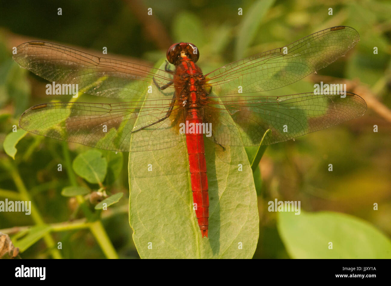 Pretty Red dragonfly marked with a very faint golden line on thorax and an amber yellow patch on the base of forewing. Found near river banks and mars Stock Photo