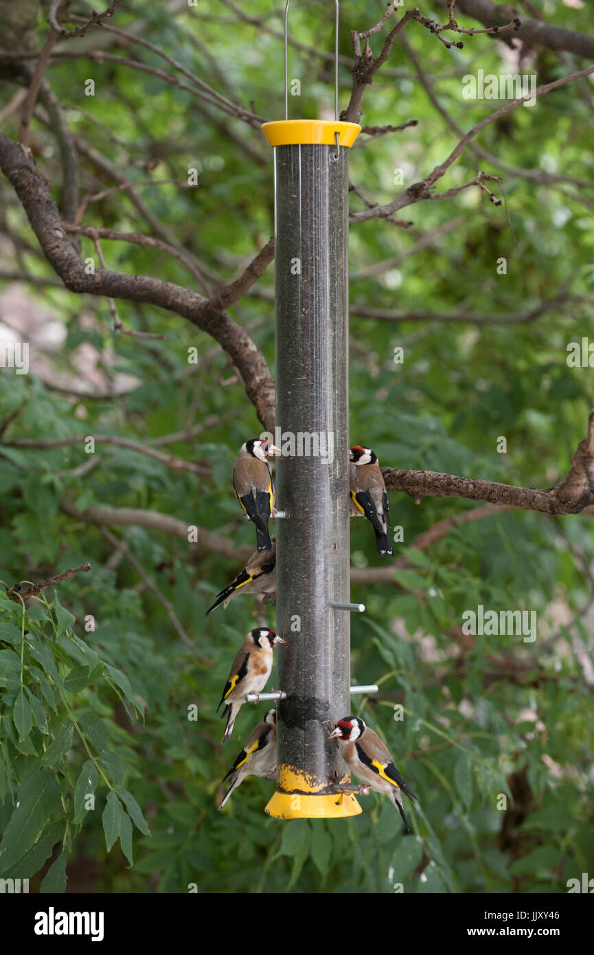 European Goldfinch or Goldfinch (Carduelis carduelis), adult and juvenile birds on niger seed bird feeder, London, United Kingdom Stock Photo