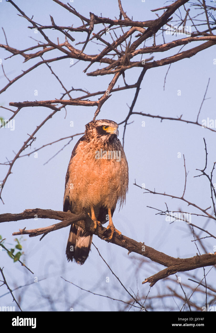 Crested Serpent Eagle,(Spilornis cheela),perched on tree, Keoladeo Ghana National Park, Bharatpur, Rajasthan, India Stock Photo