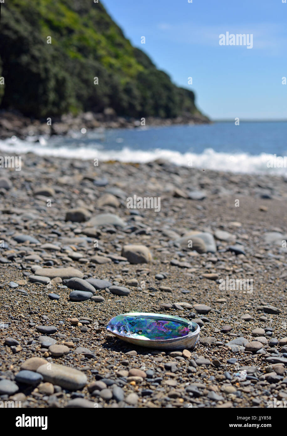 Paua (Abalone) shell washed up on the Kapiti Island Beach. Stock Photo