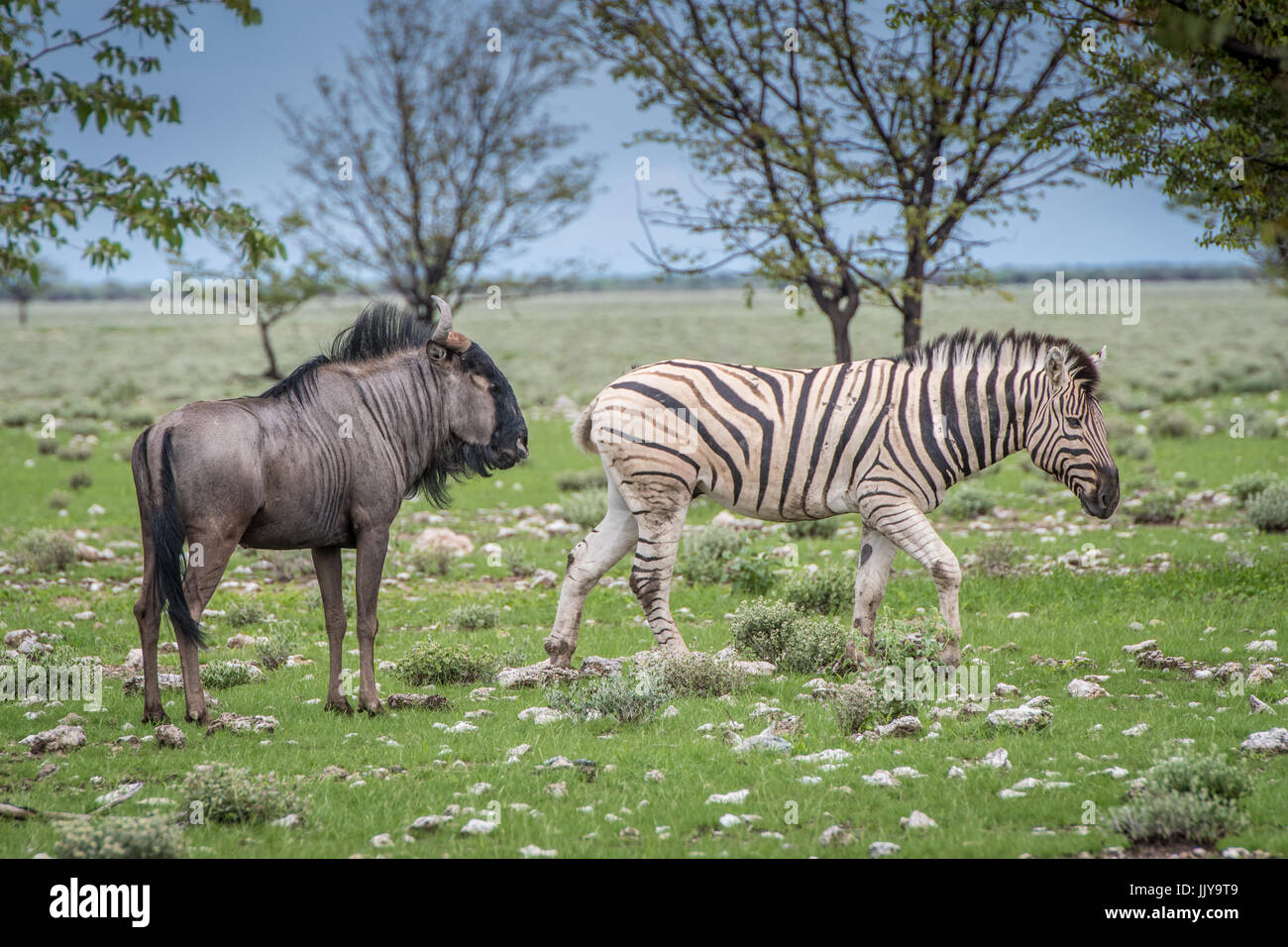 Blue wildebeest and zebra graze and roam together at Etosha National Park in Namibia, Africa. Stock Photo