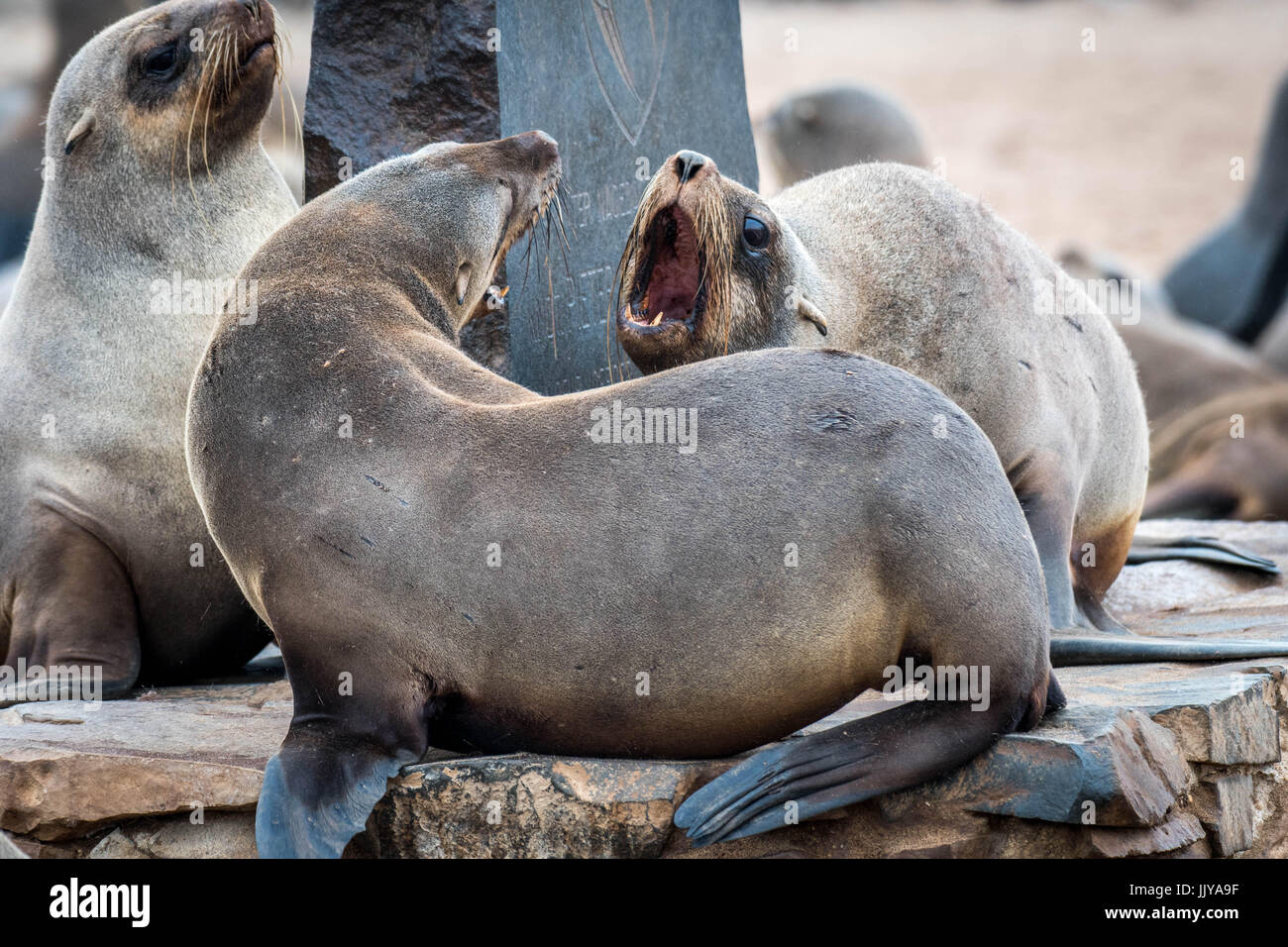 Seals in confrontation at the Cape Cross Seal Reserve, located in Namibia, Africa. Stock Photo
