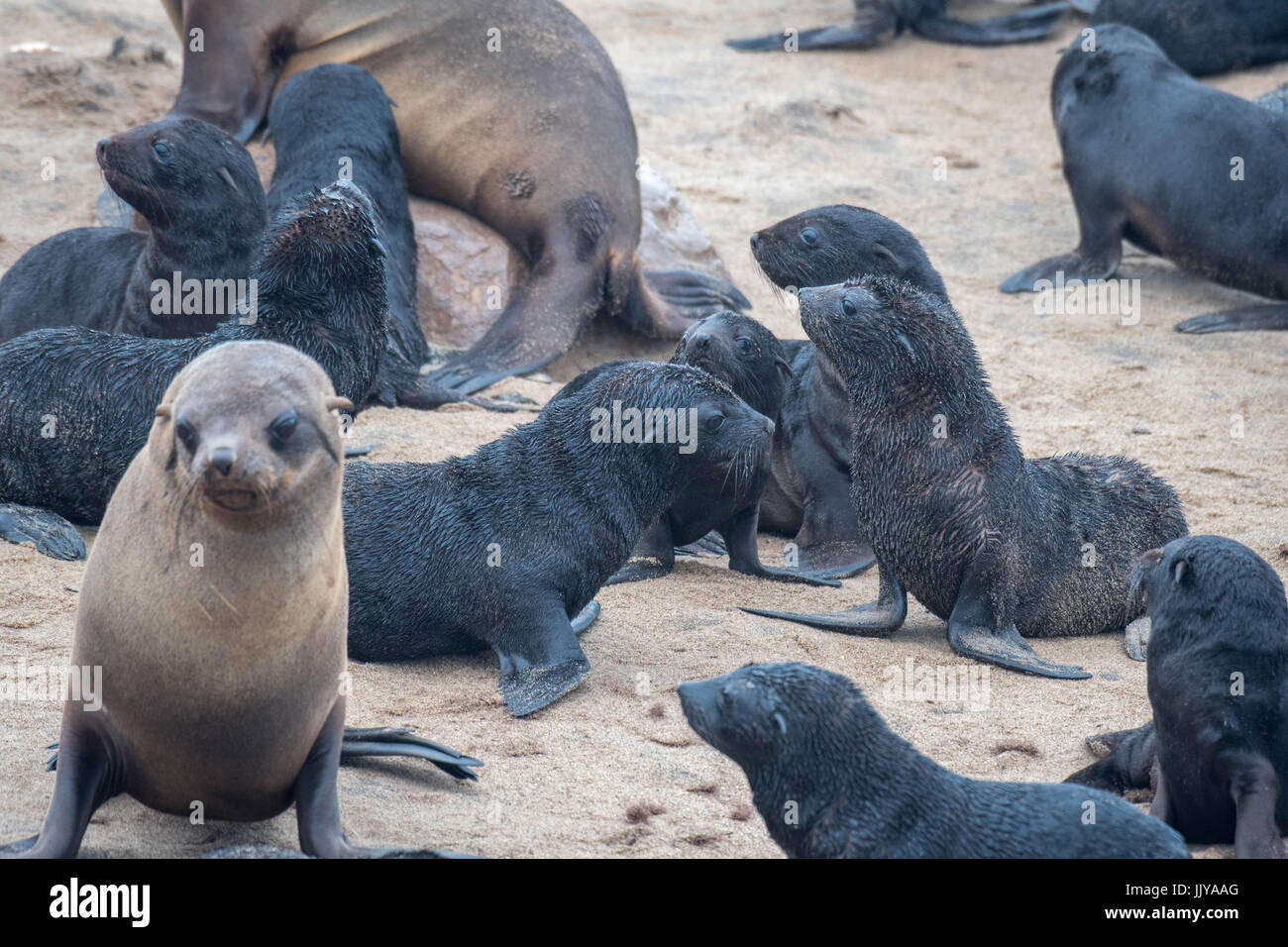 Young seals resting at the Cape Cross Seal Reserve, located in Namibia, Africa. Stock Photo