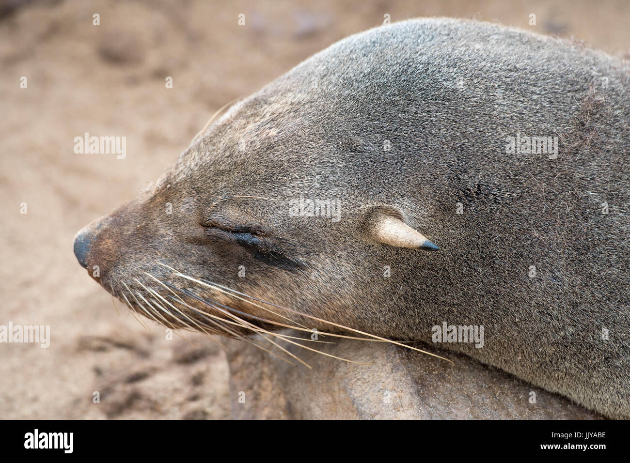 A seal resting at the Cape Cross Seal Reserve, located in Namibia, Africa. Stock Photo