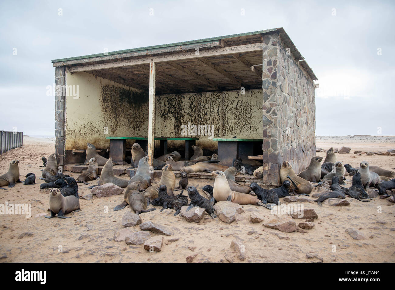 Cape fur seals are gathered and resting inside of an abandoned structure on the beaches of Cape Cross, located in Namibia, Africa. The Cape Cross Seal Stock Photo