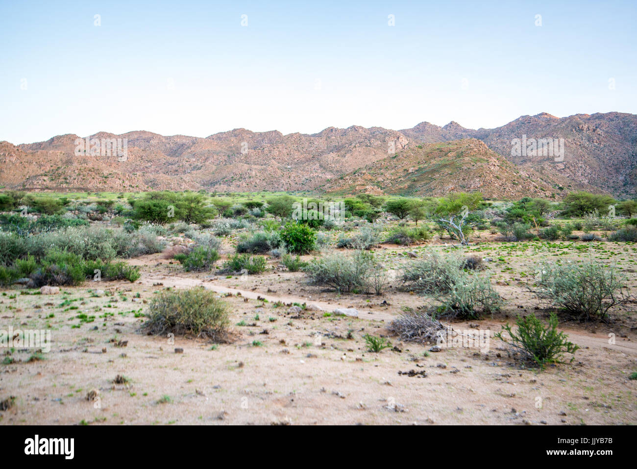 Small shrubs and bushes growing in the Namib-Naukluft desert in Namibia, Africa. Stock Photo