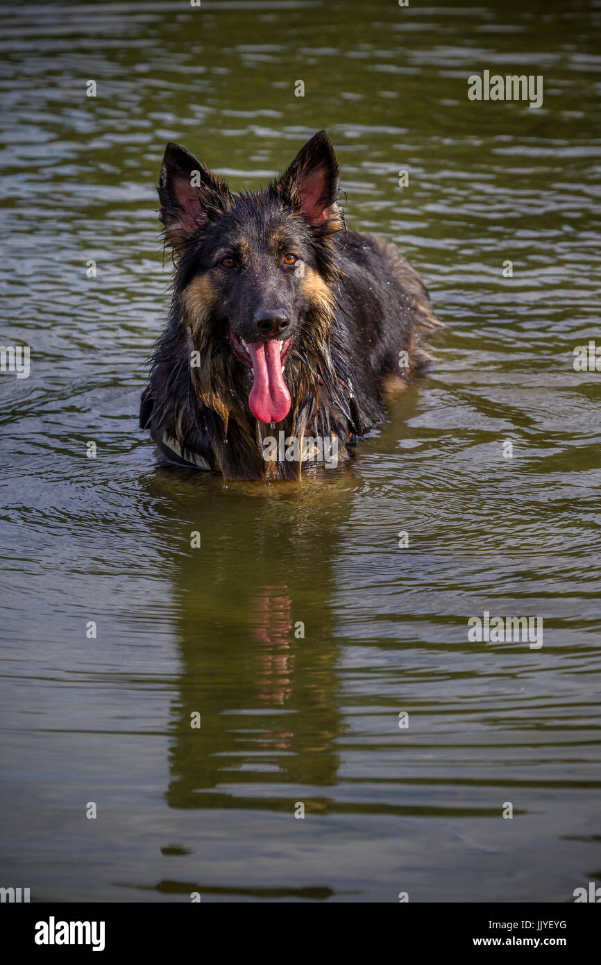 Abington Park, Northampton, U.K. 21th July 2017. Weather. A warm and  partly sunny morning, with a German Shepard cooling off in the boating lake after his run. Credit: Keith J Smith./Alamy Live News. Stock Photo