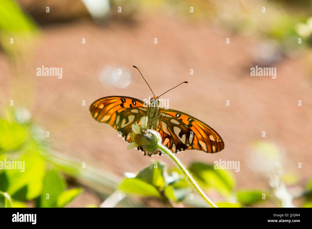 Py Butterfly Asuncion, Paraguay. 21st Jul, 2017. A Gulf fritillary or passion ...
