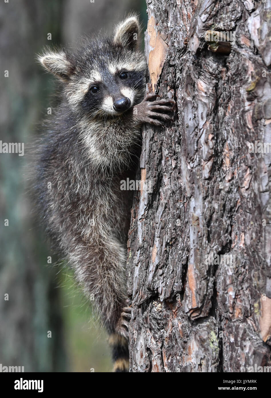 A several weeks old racoon can be seen climbing a tree inside its cage