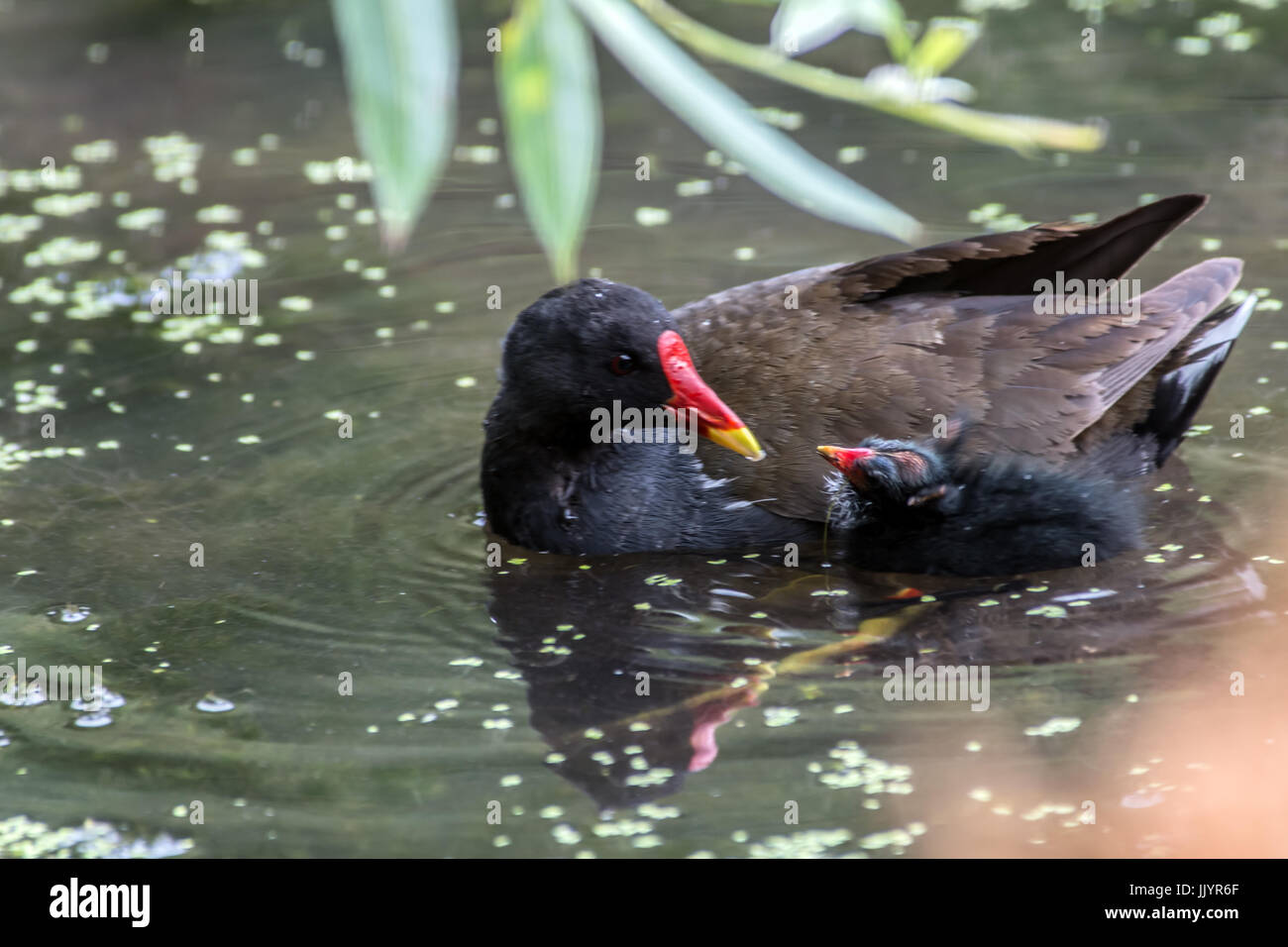 Melton Mowbray 21st July 2017: Baby Moorhens young Mallard ducks wetland wildlife town center pond on a dull grey day with sunney spells and rain. Clifford Norton/Alamy Live Credit: Clifford Norton/Alamy Live News Stock Photo